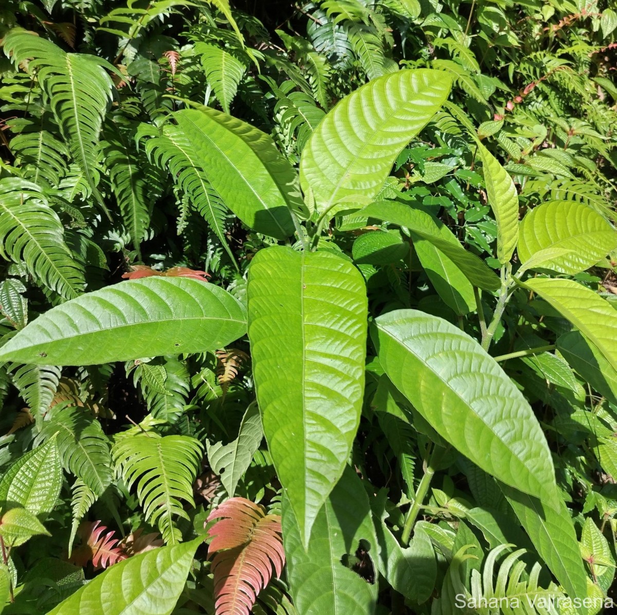 Dendrocnide sinuata (Blume) Chew
